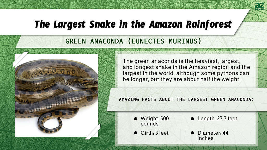 "Largest" Infographic for the Largest Snake in the Amazon, the green anaconda.