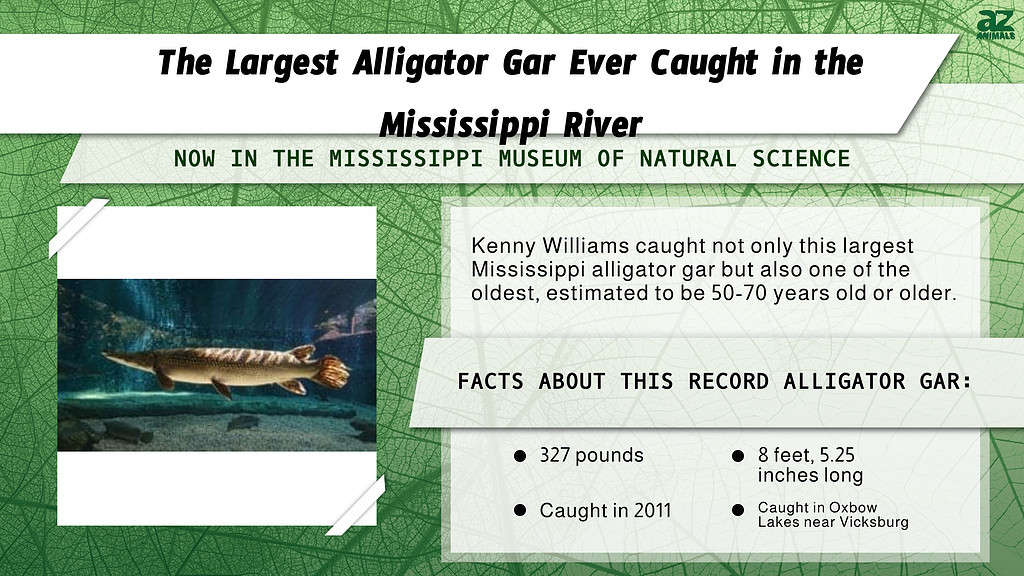 Infographic for the Largest Alligator Gar Ever Caught in the Mississippi River.