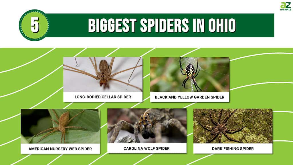 5 of the Biggest Spiders in Ohio - A-Z Animals