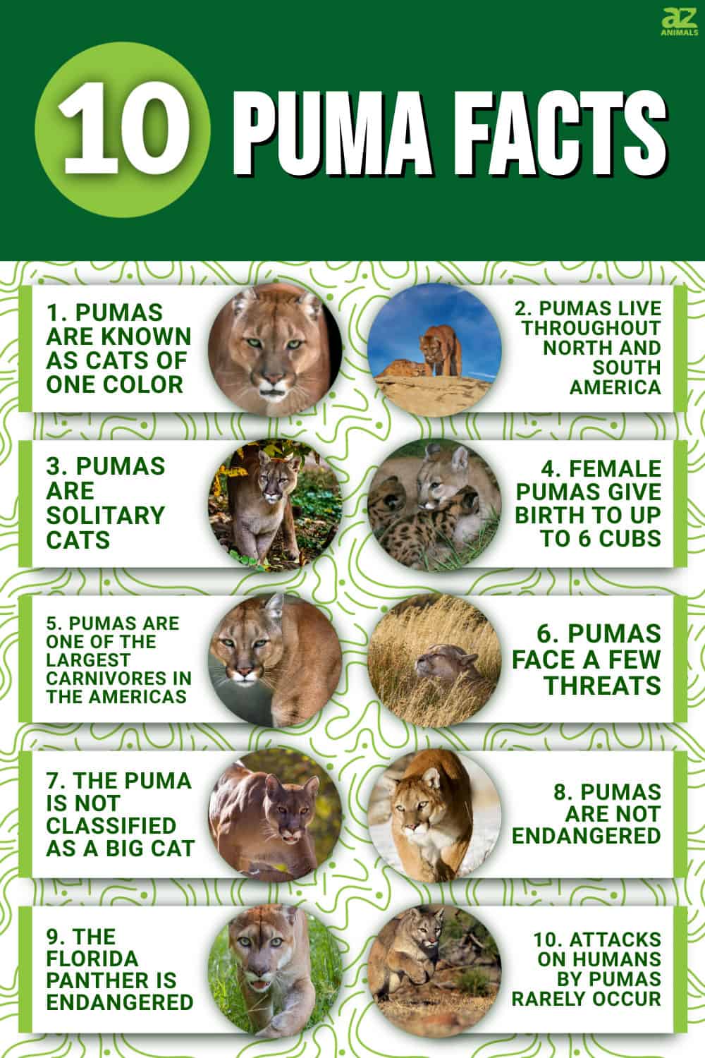 10 Incredible Puma Facts AZ Animals