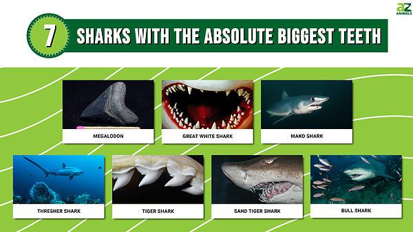 Discover the 7 Sharks with the Absolute Biggest Teeth - A-Z Animals