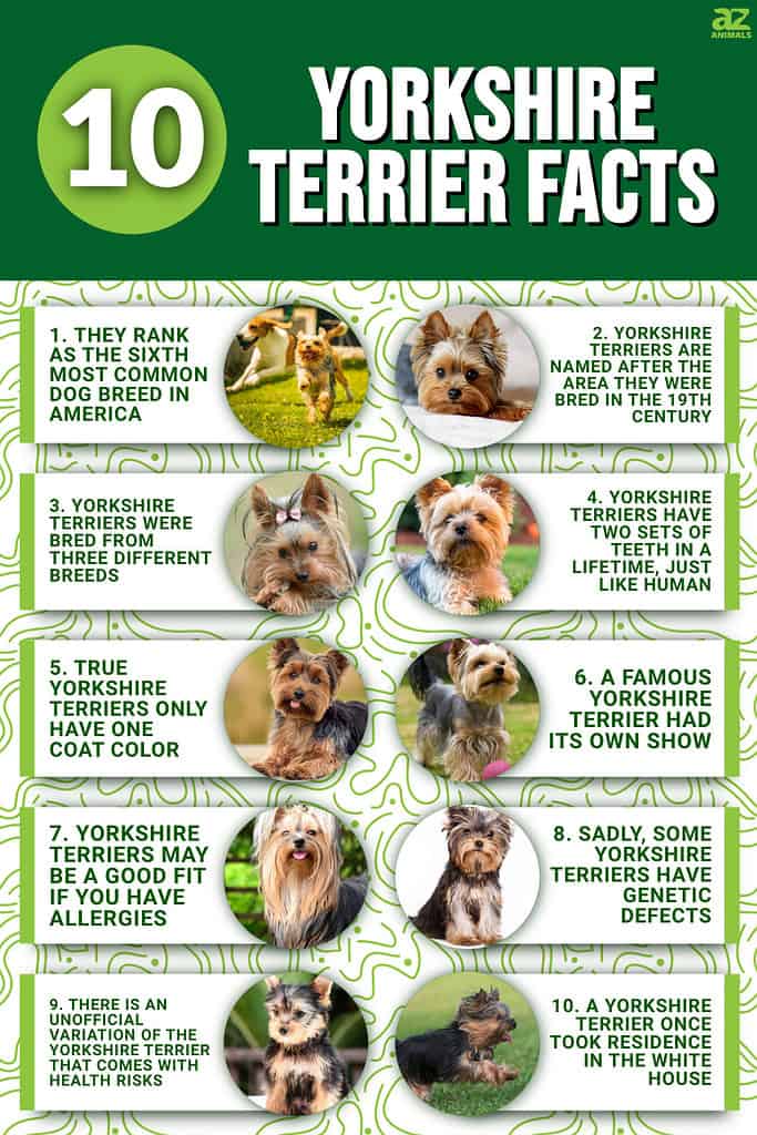 10 Yorkshire Terrier Facts