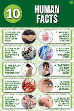 10 Interesting Facts About Human Biology - A-Z Animals