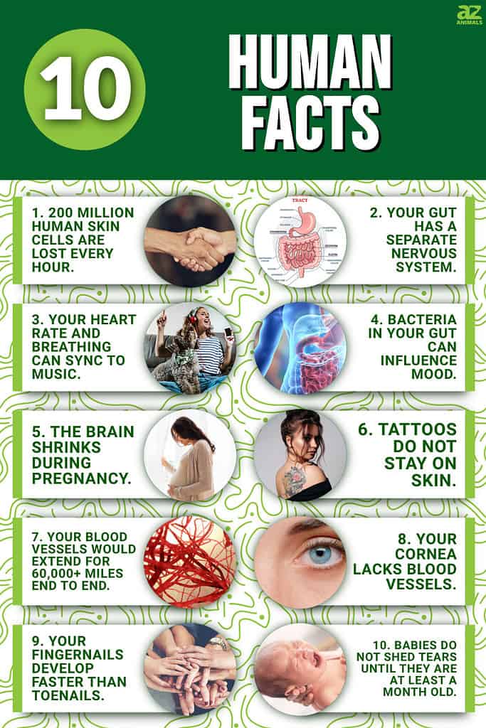 Infographic of 10 Human Facts
