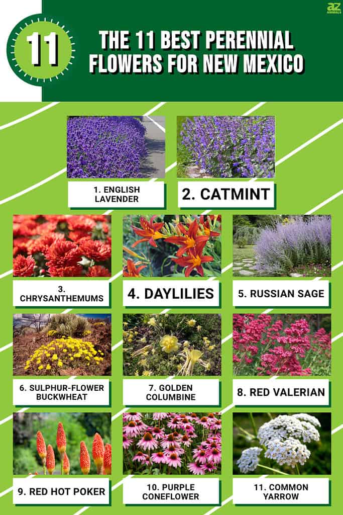 Infographic for best perennials for New Mexico