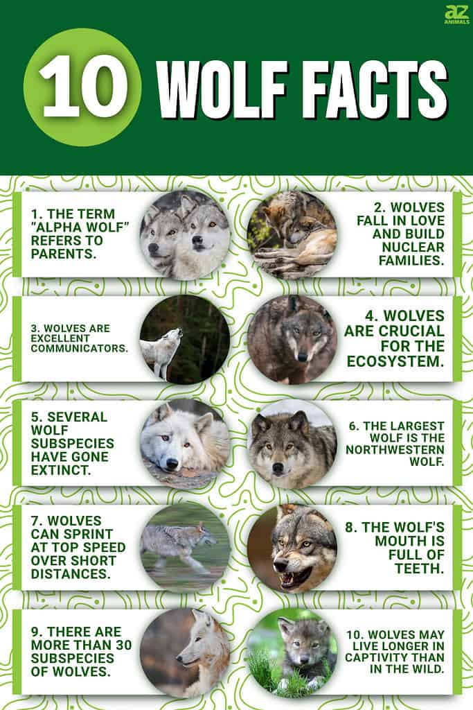 Infographic of 10 Wolf Facts