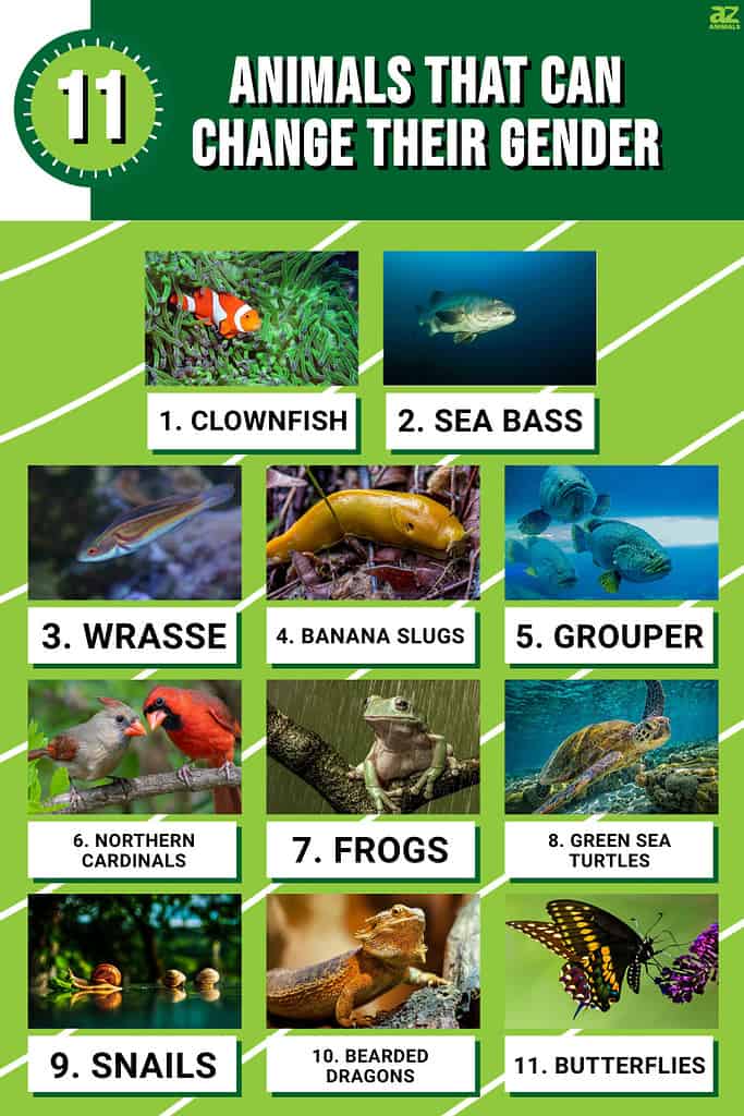 Infographic of 11 Animals That Can Change Their Gender