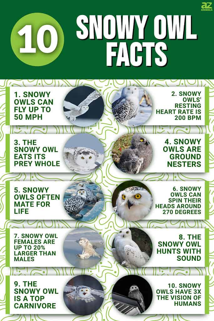 10 Snowy Owl Facts
