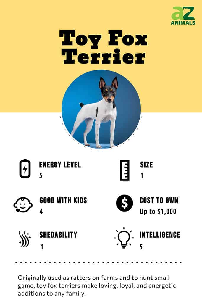Infographic of Toy Fox Terrier