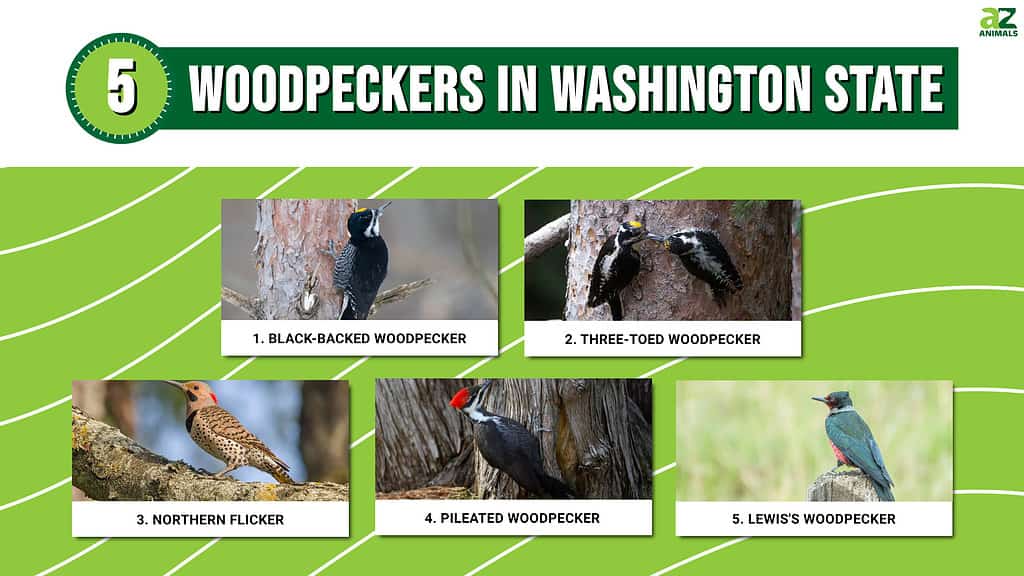 5 Woodpeckers in Washington State