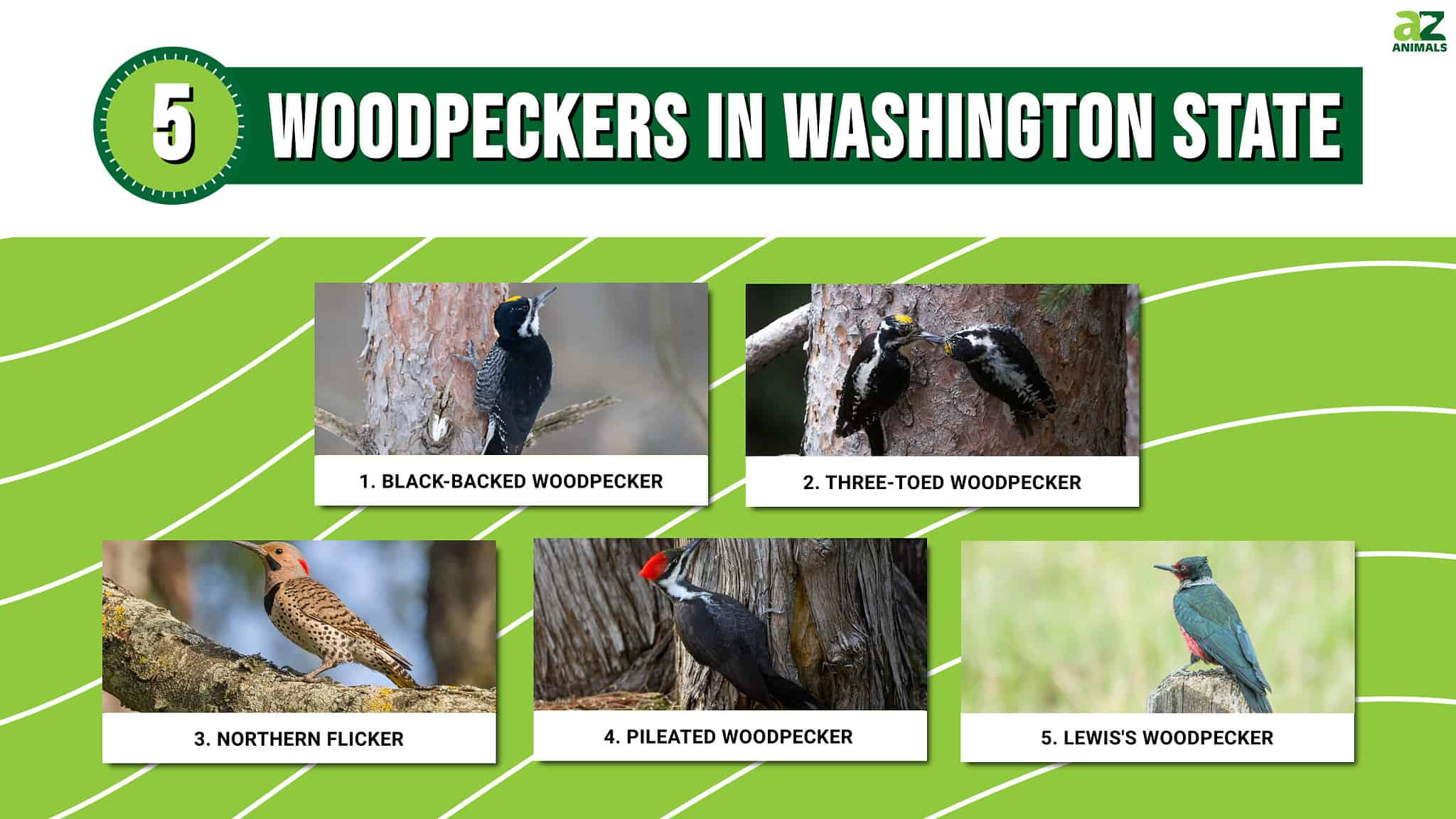 5 Woodpeckers in Washington State (Pictures, ID Guide, and Common