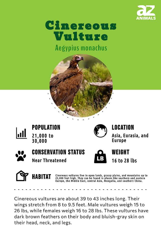 Cinereous Vulture Bird Facts  Aegypius monachus - A-Z Animals