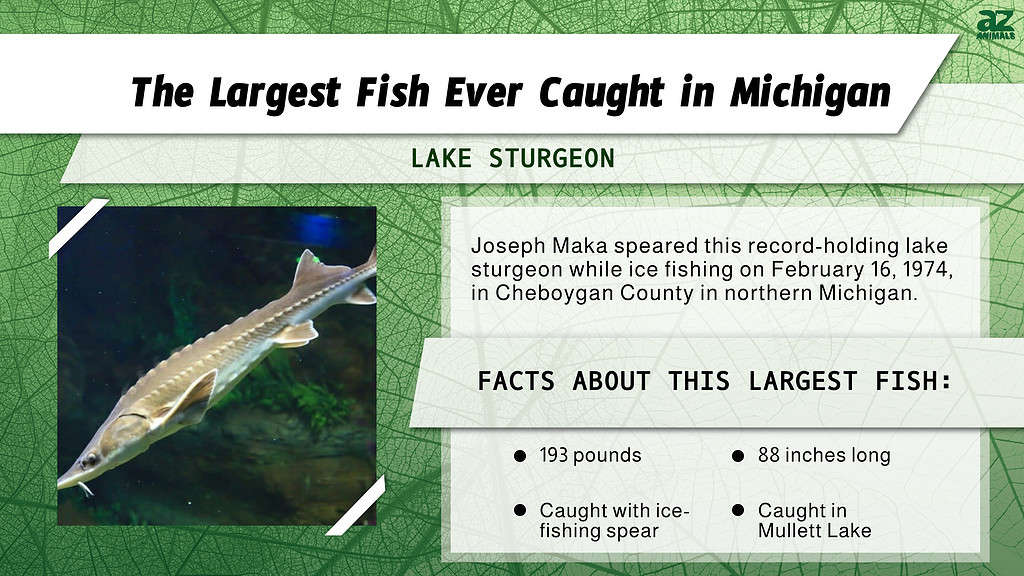 Infographic for the Largest Fish Ever Caught in Michigan.