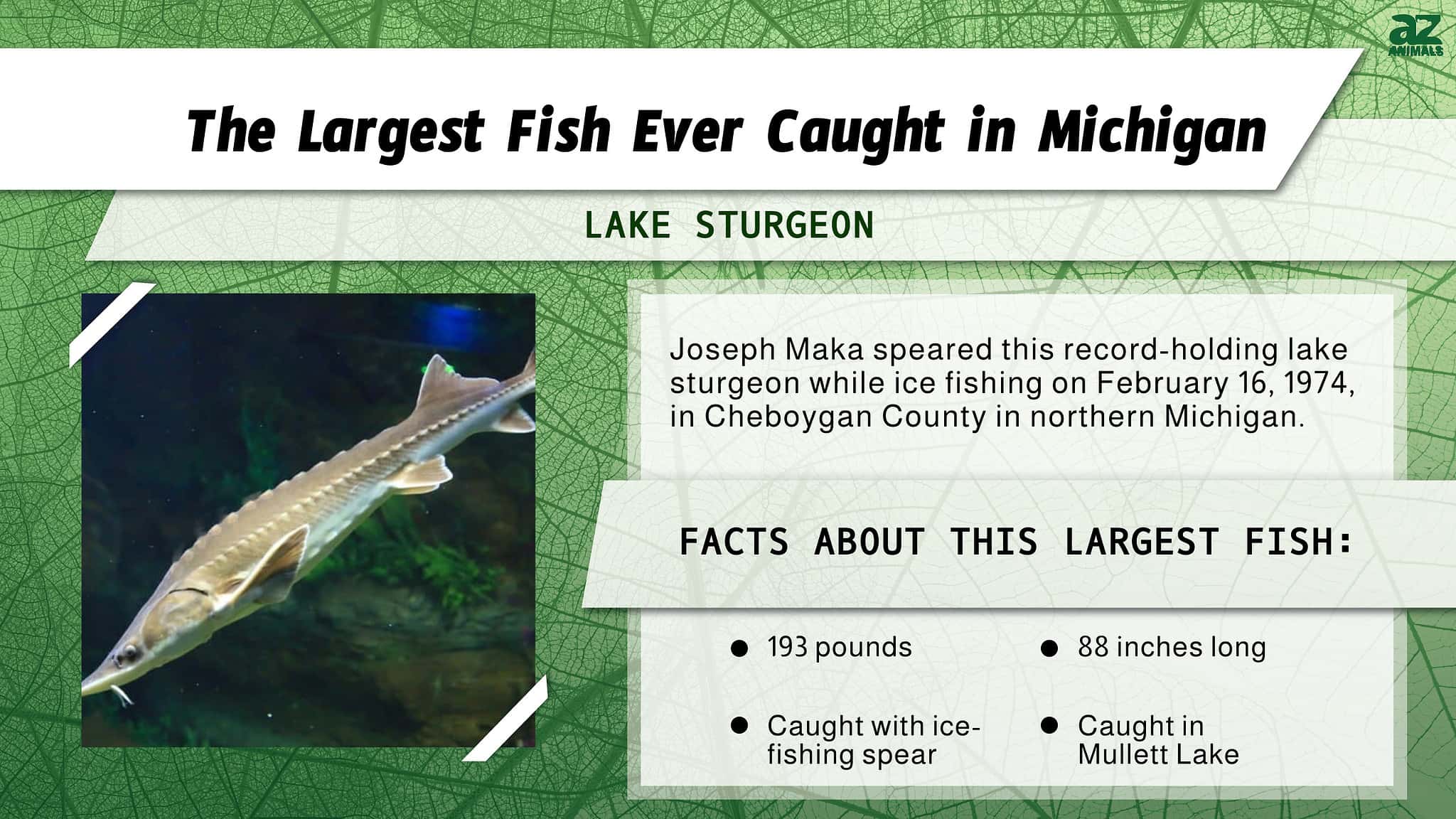 The Largest River Trout Ever Caught in Michigan was a Cold-Water Giant ...