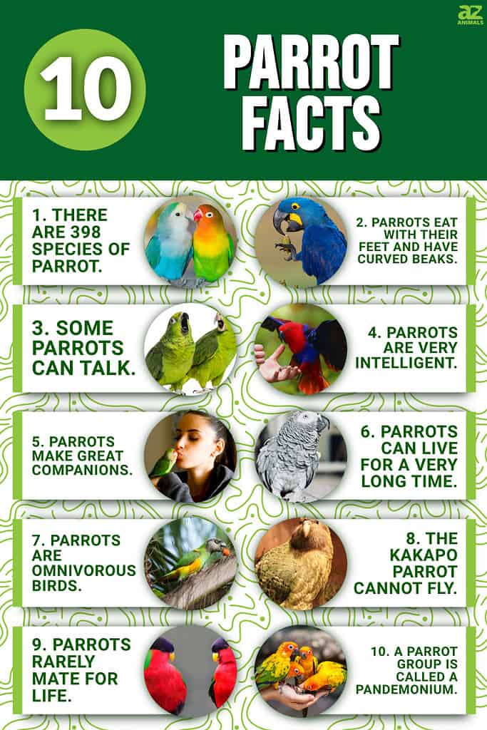 Infographic of 10 Parrot Facts