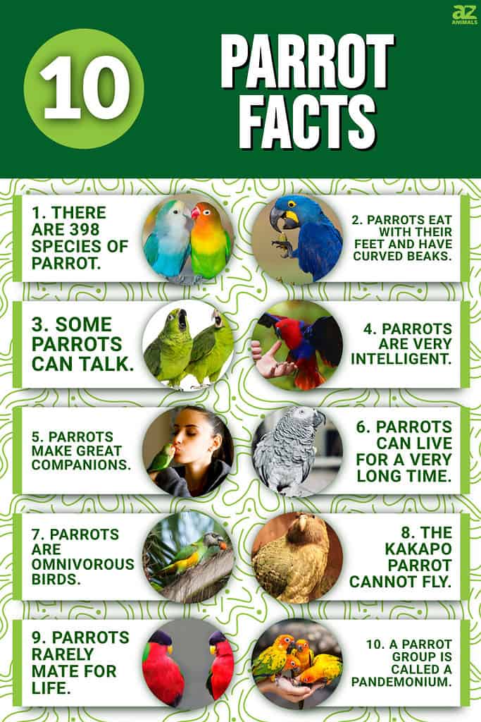 World Parrot Day: Interesting facts about parrots