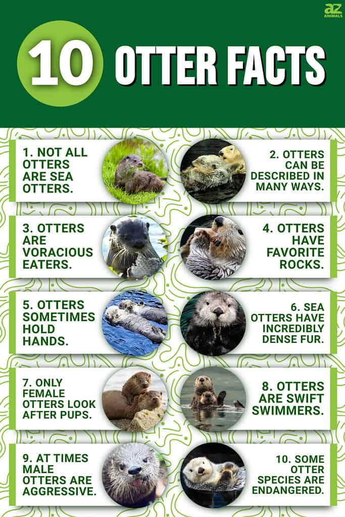 Infographic of 10 Otter Facts