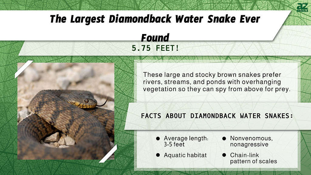 "Largest" infographic for the biggest diamondback water snake ever found.