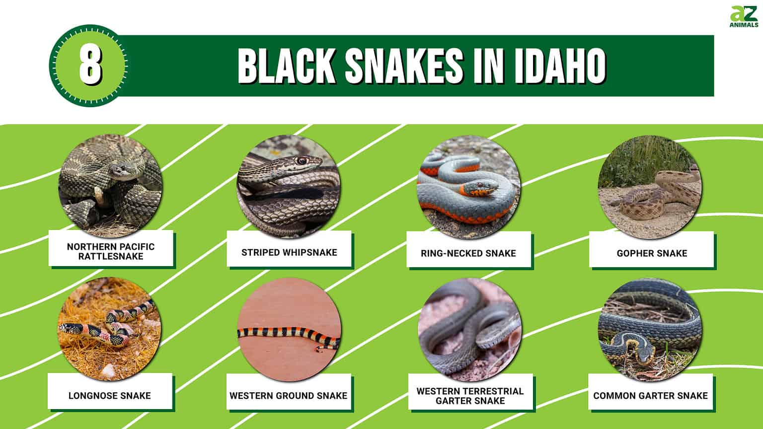 8 Black Snakes In Idaho - A-Z Animals