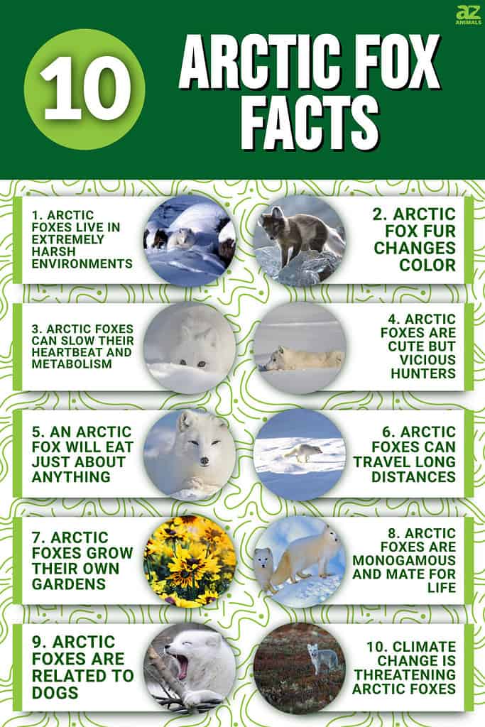 10 Incredible Arctic Fox Facts - A-Z Animals