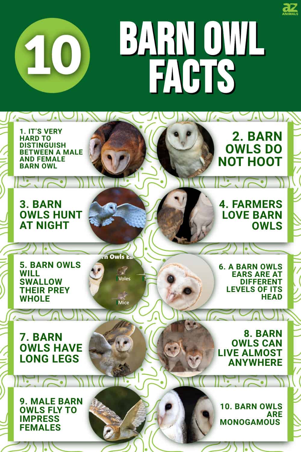 10 Incredible Barn Owl Facts - A-Z Animals