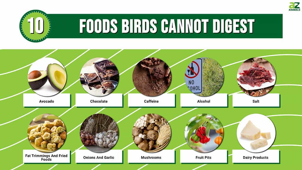 10 Foods Birds Cannot Digest