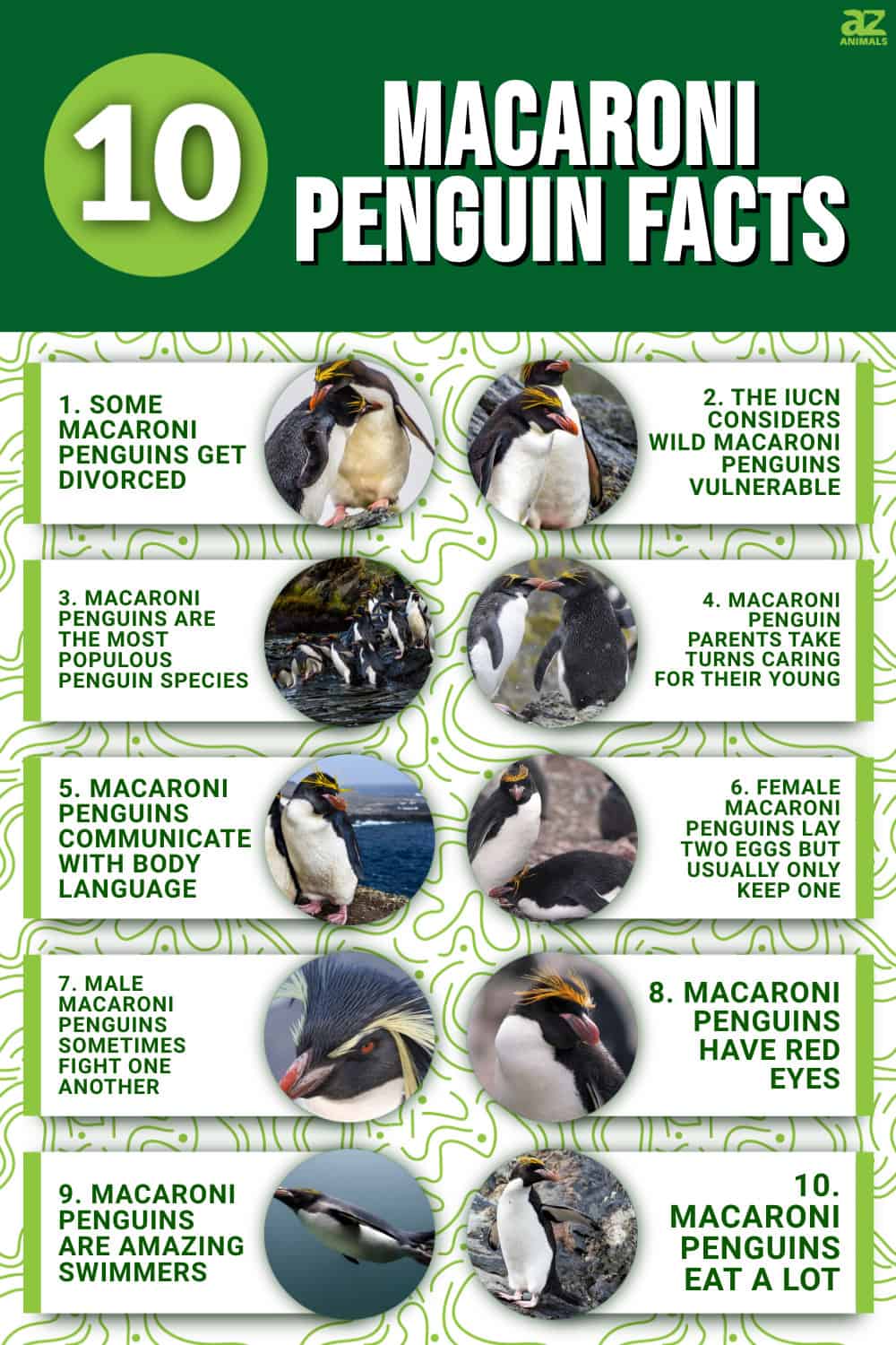 10 FUN FACTS ABOUT MACARONI PENGUINS FOR KIDS intelligence overview