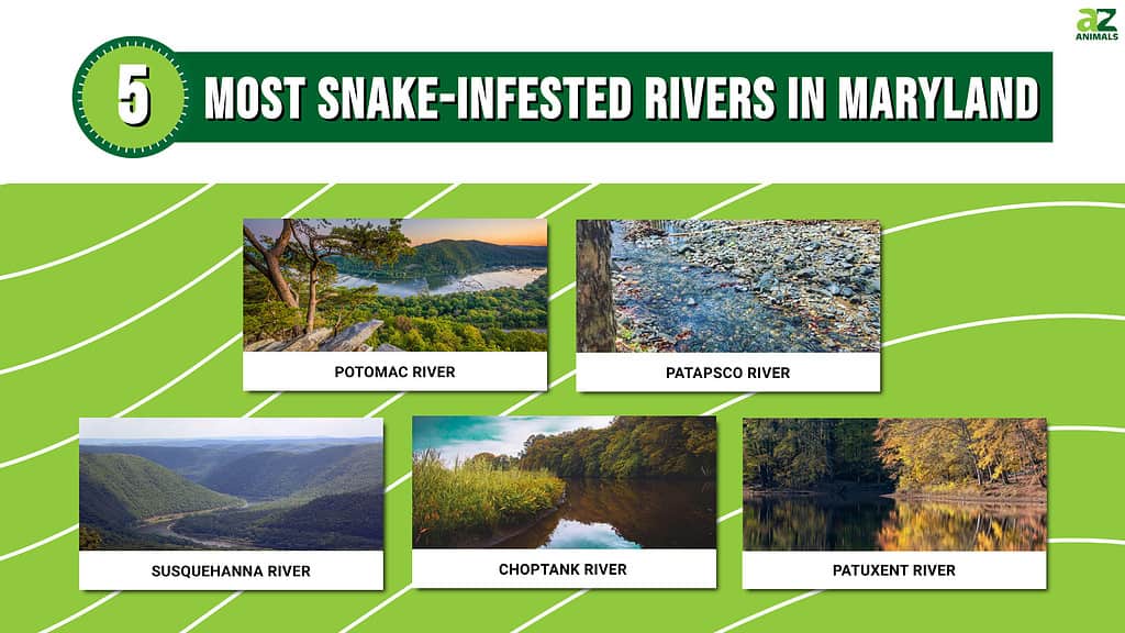 5 Most Snake-Infested Rivers in Maryland