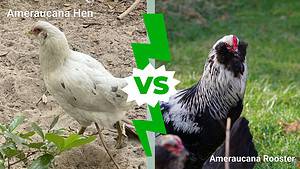 Ameraucana Hen vs Rooster: What Are The Differences? Picture