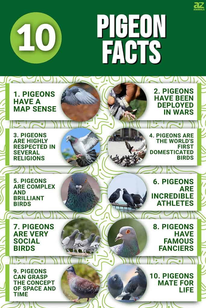 10 Pigeon Facts