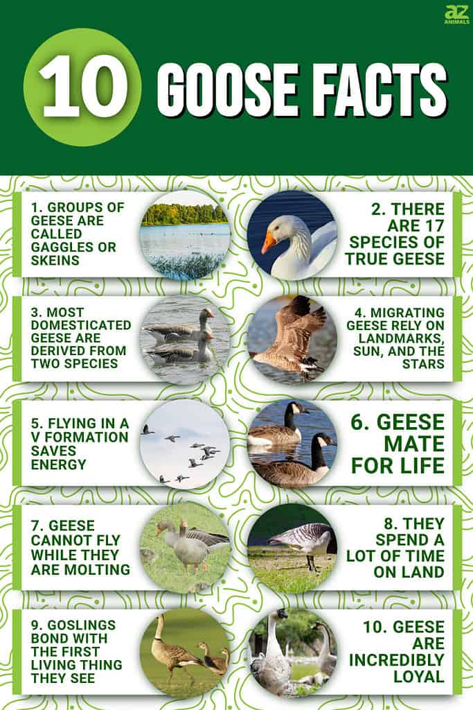 10 Fascinating Facts About Geese - A-Z Animals