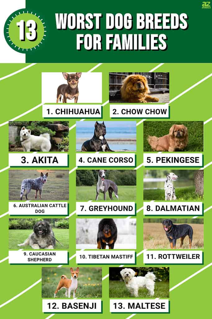 13 Worst Dog Breeds for Families
