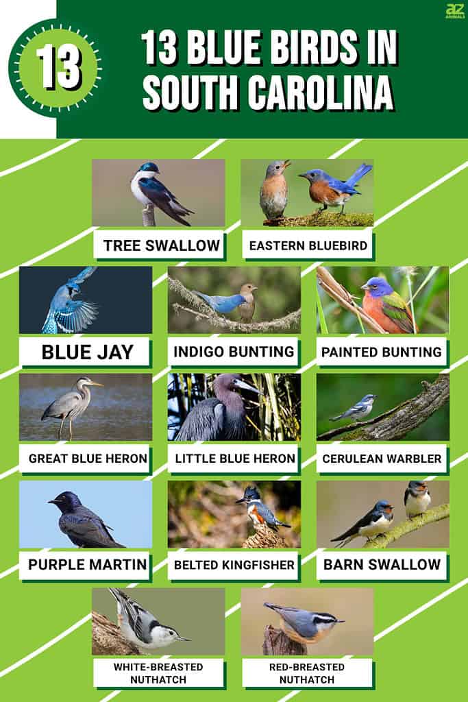 Infograph for the 13 Blue Birds in South Carolina