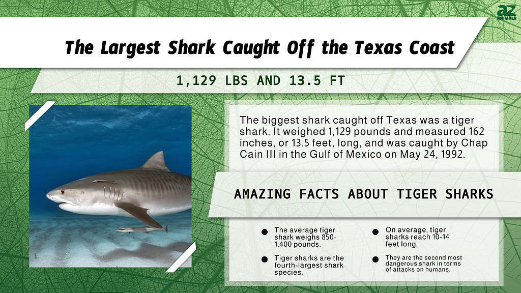 Infographic of the Largest Shark Caught Off the Texas Coast
