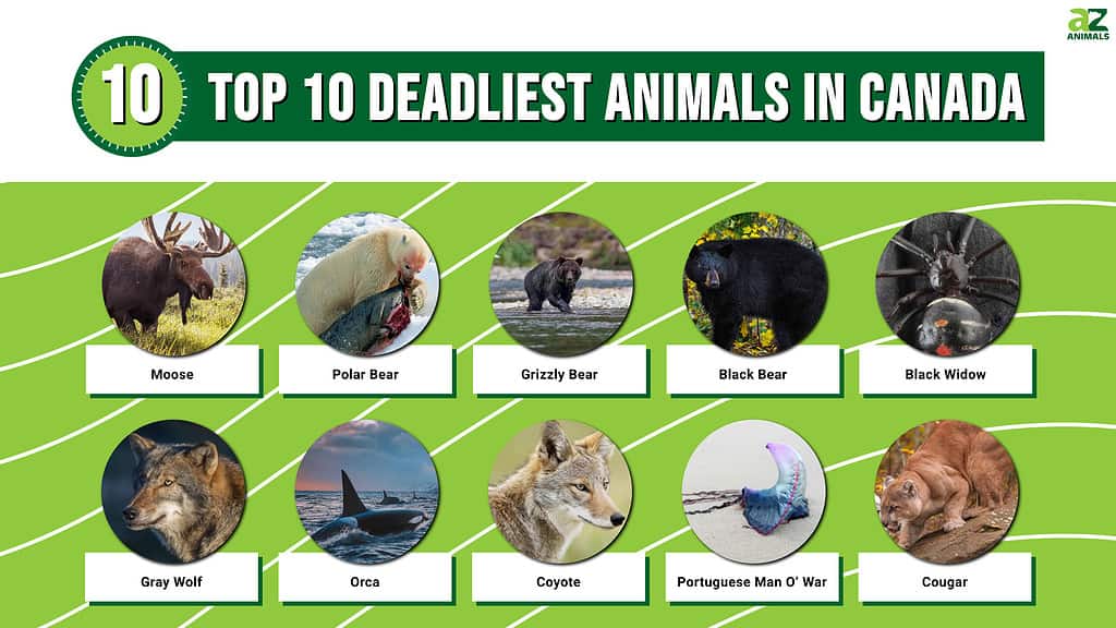 The Top 10 Deadliest Animals in Canada - A-Z Animals