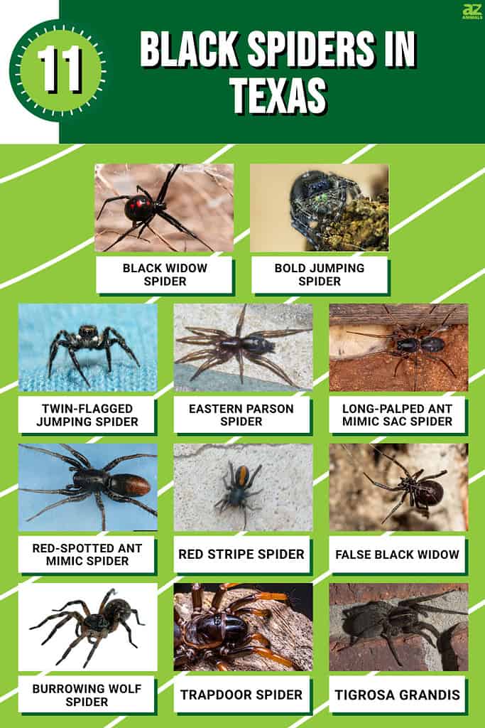Infographic for the 11 Black Spiders in Texas