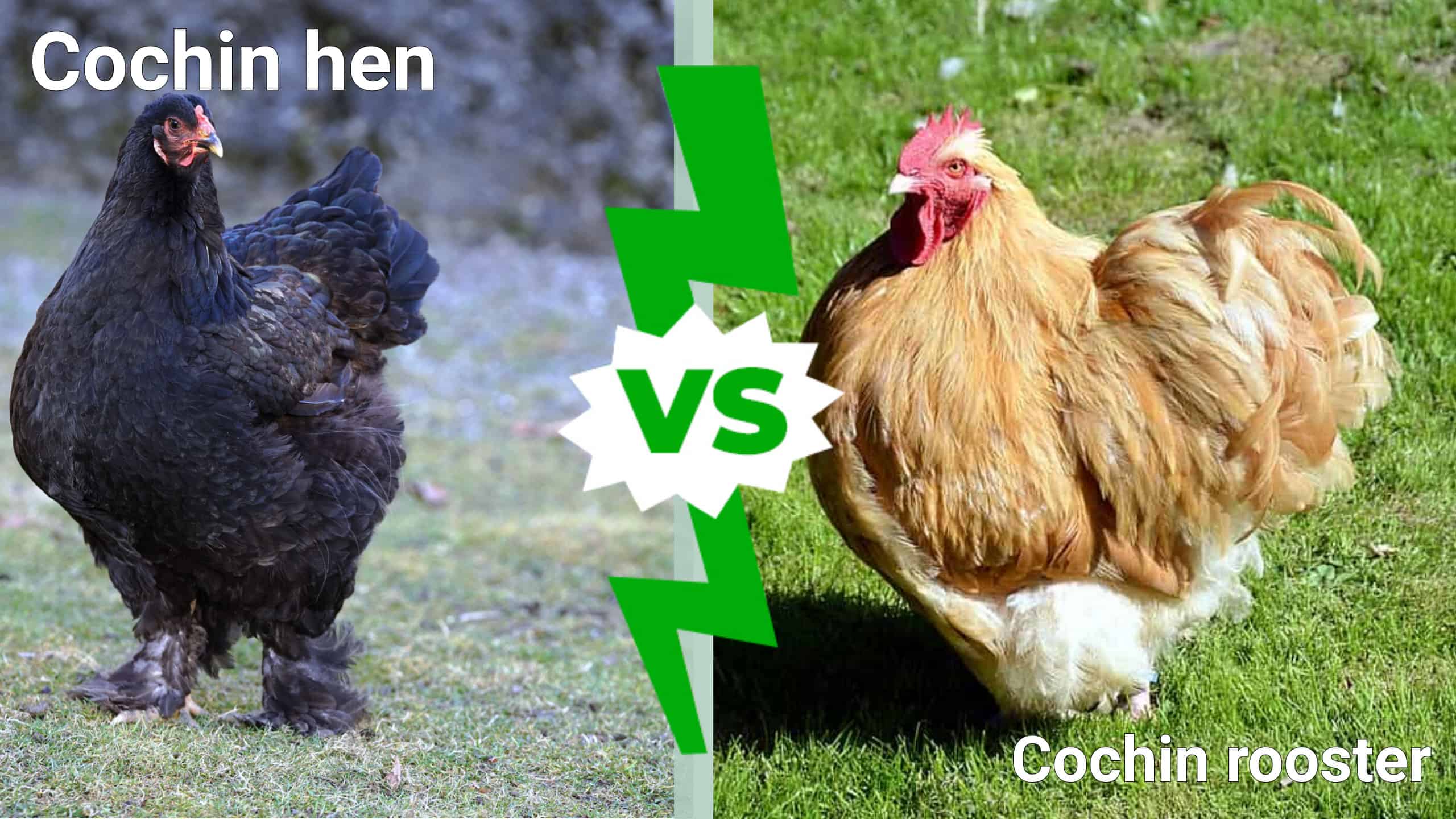 Cochin hen vs Cochin rooster