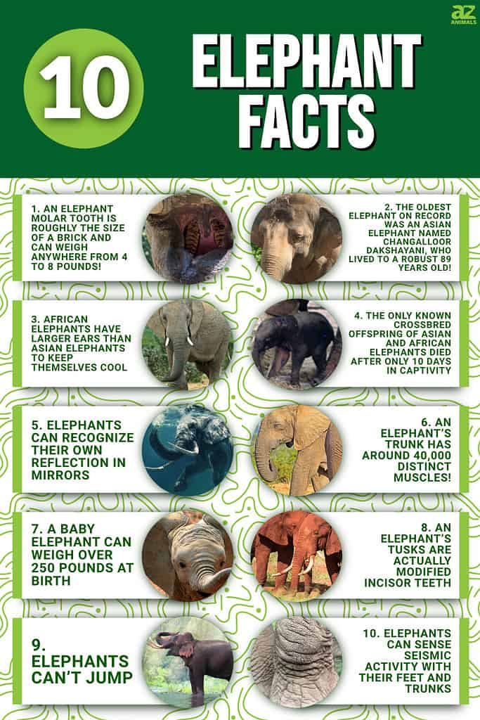 asian elephant facts