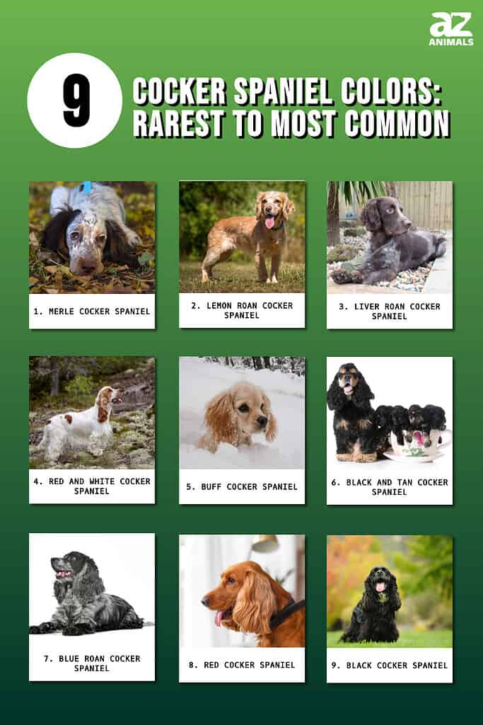 Cocker Spaniel Colors: Rarest to Most Common - A-Z Animals