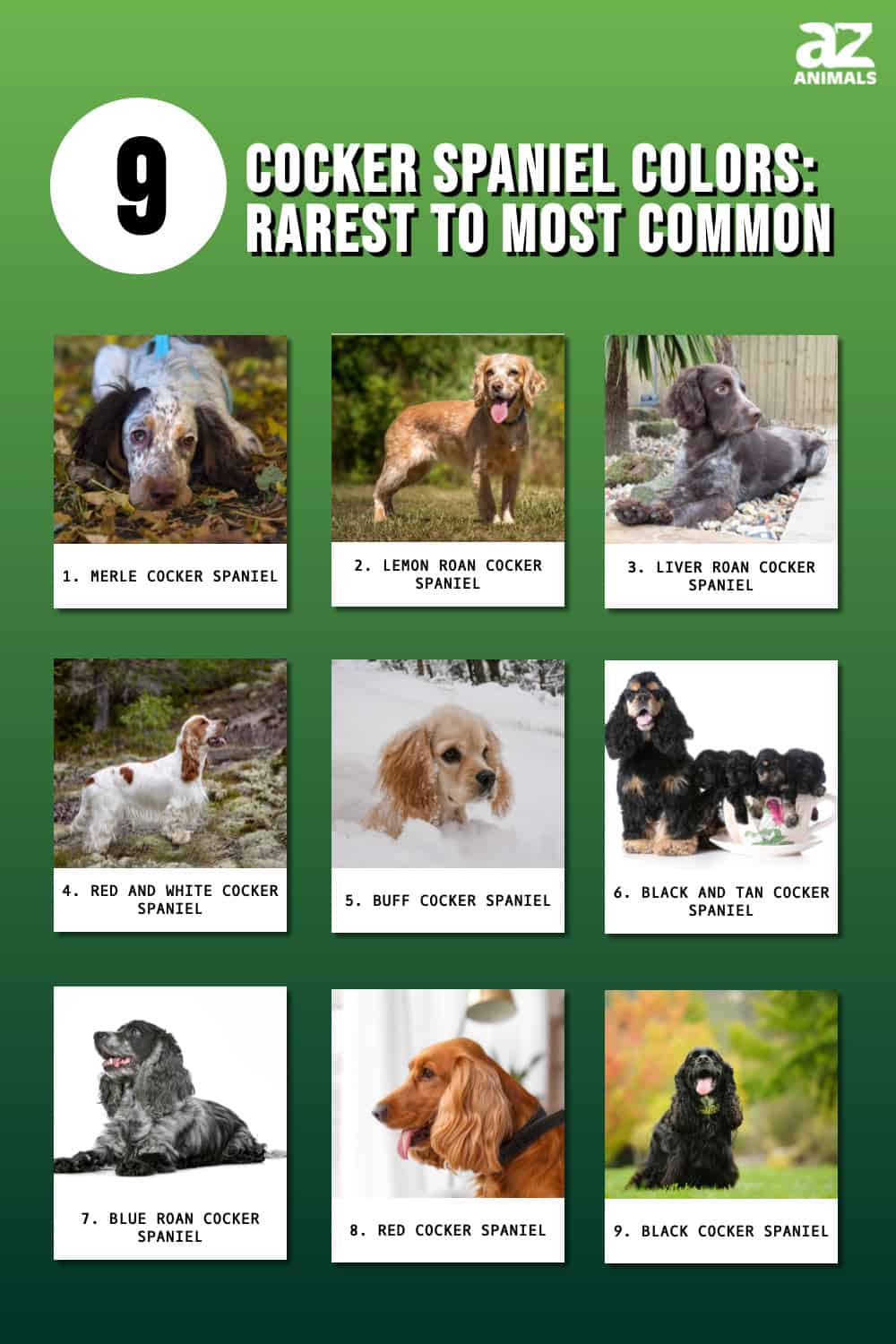 Cocker Spaniel Colors: Rarest to Most Common - A-Z Animals