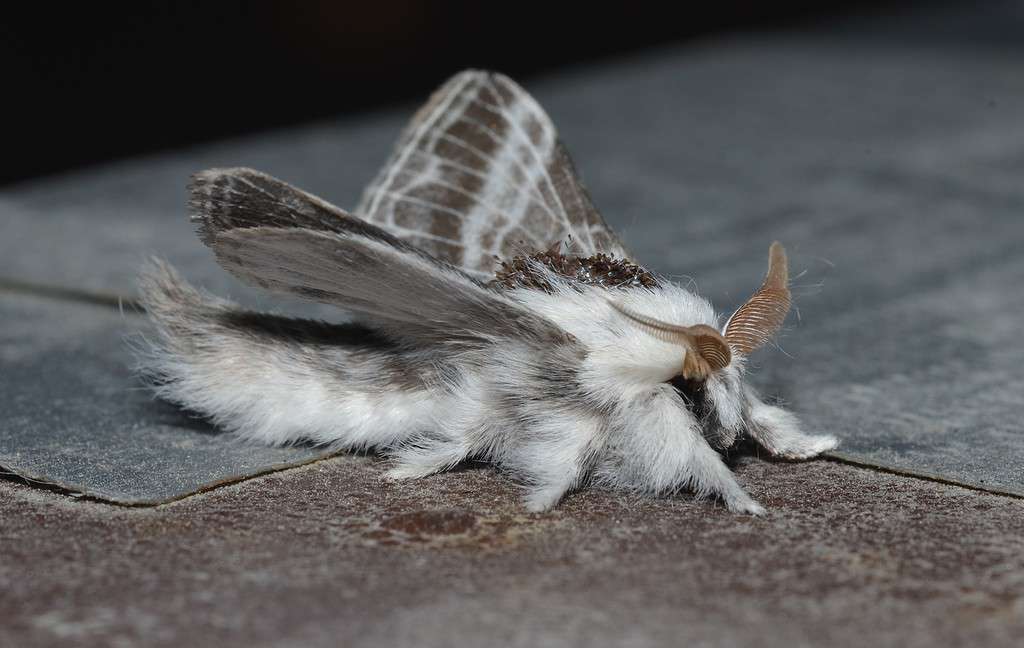 Large Tolype Moth Caterpillar (Tolype velleda)