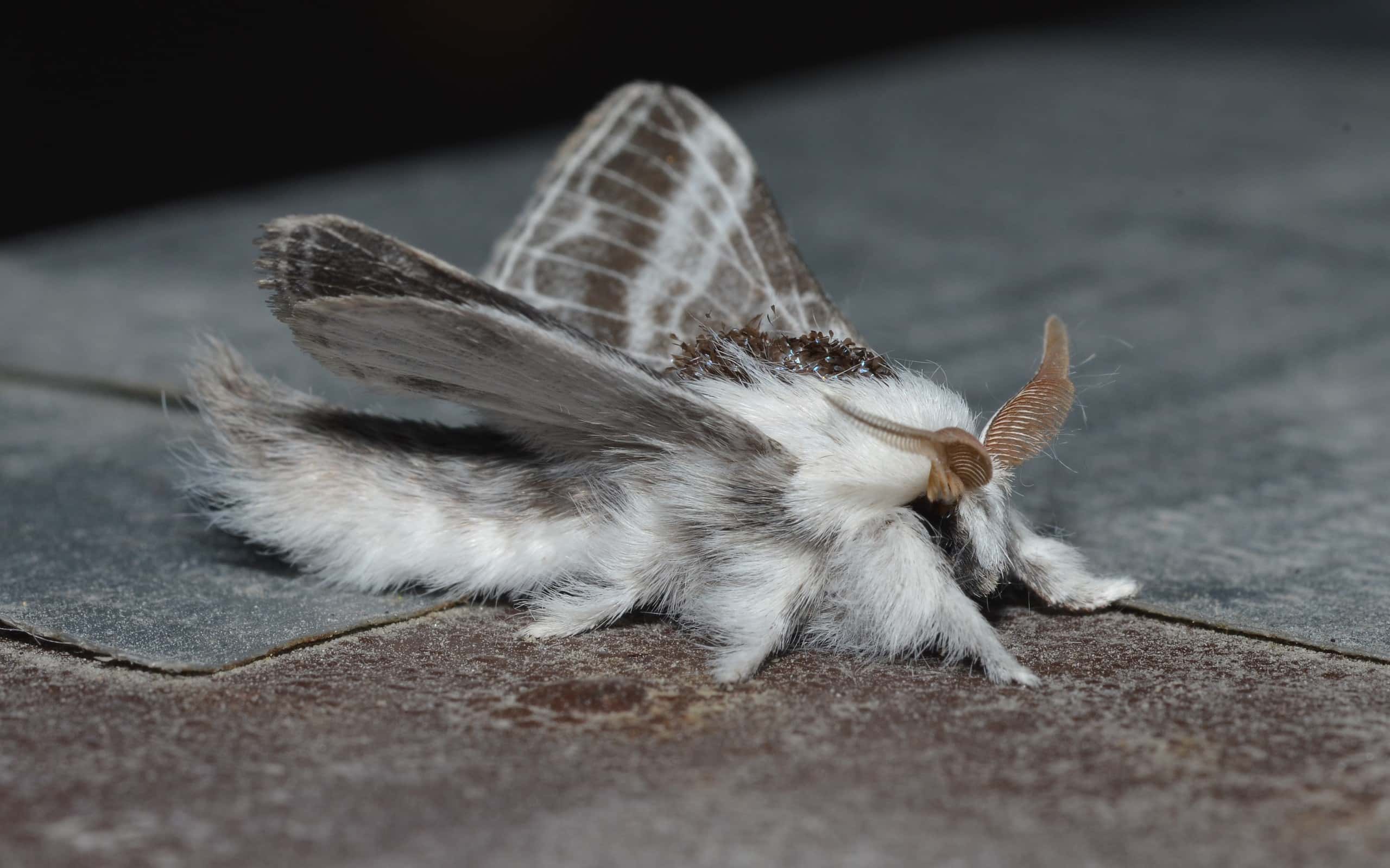 Large Tolype Moth Caterpillar (Tolype velleda)