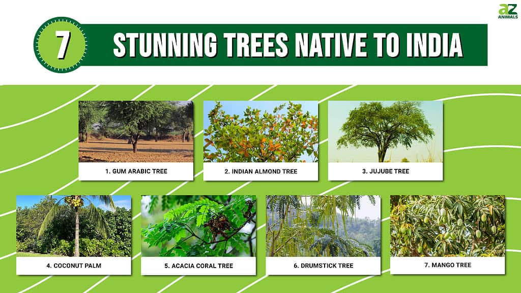 Infographic of 7 Stunning Trees Native to India
