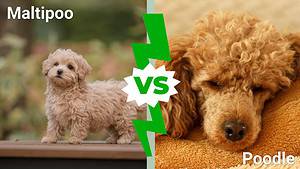 Maltipoo vs. Poodle: 8 Key Differences to Know Picture
