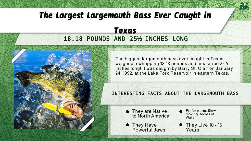The Largest Largemouth Bass Ever Caught in Texas