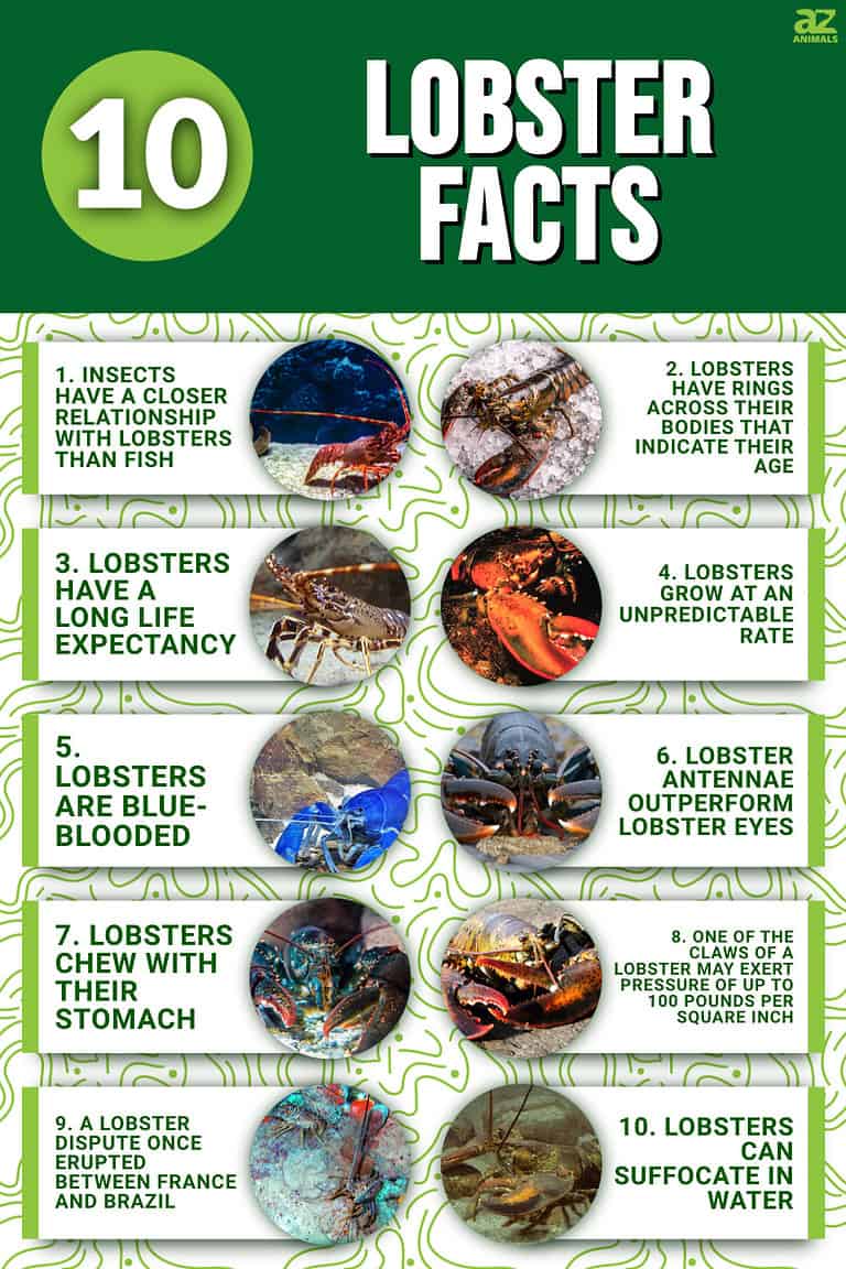 10 Incredible Lobster Facts - A-Z Animals