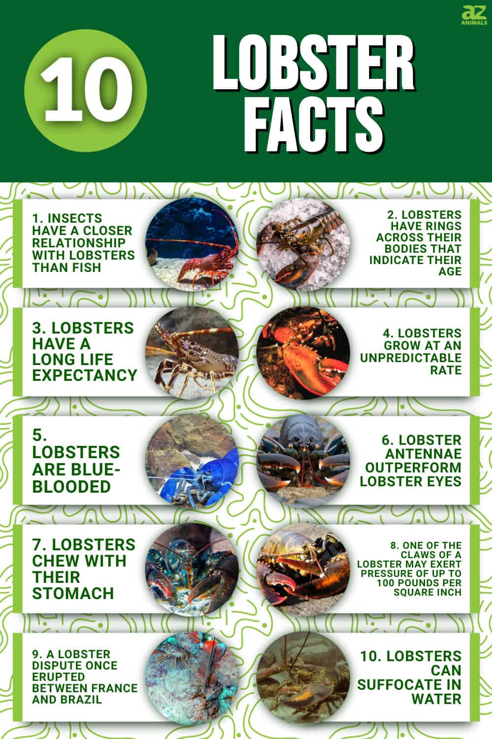 10 Incredible Lobster Facts - A-z Animals