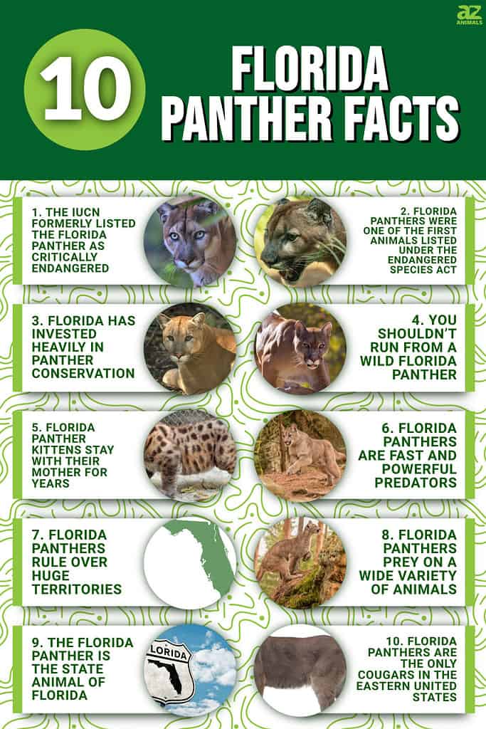 16 Facts About Florida Panthers 