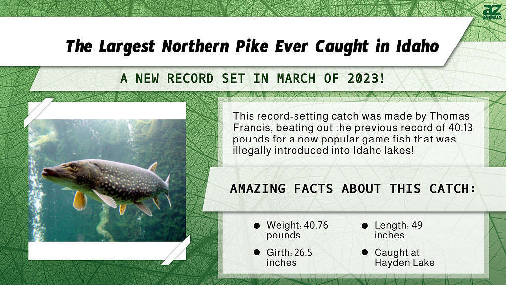 "Largest" Infographic for the largest northern pike ever caught in Idaho.
