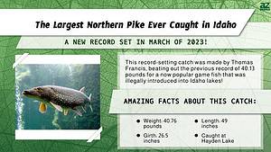 The Largest Northern Pike Ever Caught in Idaho Was an Absolute Monster ...